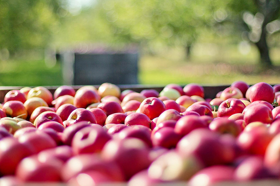 Äpfel vom Obsthof Gröninger