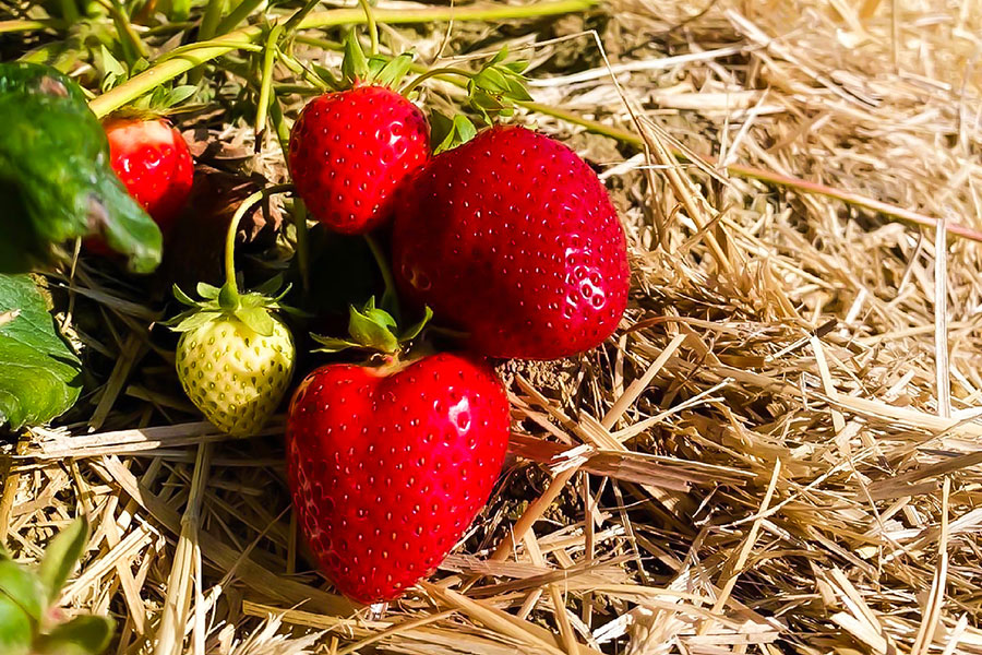 Erdbeeren vom Obsthof Gröninger